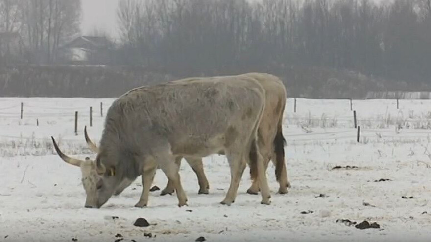 Kako očuvati autohtone pasmine?