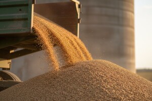 Podravka će pšenicu plaćati po kunu