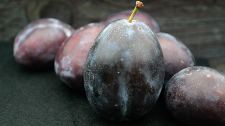 Podravka započela s otkupom voća