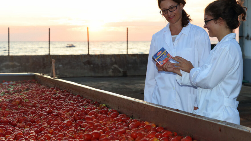 Podravkin rekord u otkupu rajčice prve klase!