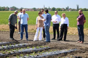 Podravka podiže ljestvicu - ove godine plan im je proizvesti više od 40 tisuća tona rajčice