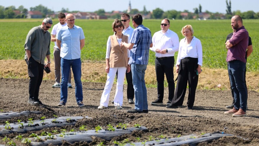 Podravka podiže ljestvicu - ove godine plan im je proizvesti više od 40 tisuća tona rajčice