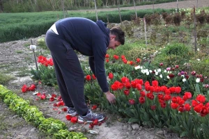 Imali su nasad tulipana, osigurano tržište, a onda je pandemija sve pokvarila