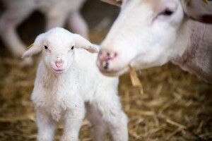 Objavljen Pravilnik o izmjenama Pravilnika o ostalim vrstama podrške
