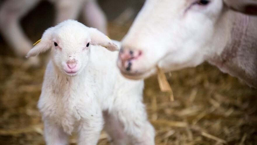 Objavljen Pravilnik o izmjenama Pravilnika o ostalim vrstama podrške