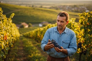 Podrška vinogradarstvu i vinarstvu Srbije