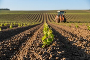 Podrumi Belje obnavljaju svoje vinograde