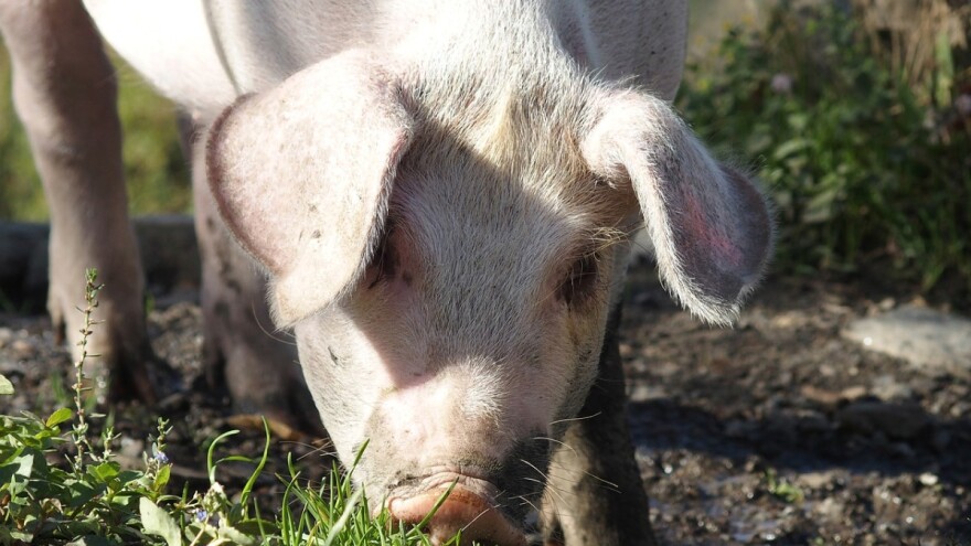 Isplaćeno 404.444 KM podsticaja za poljoprivrednu proizvodnju