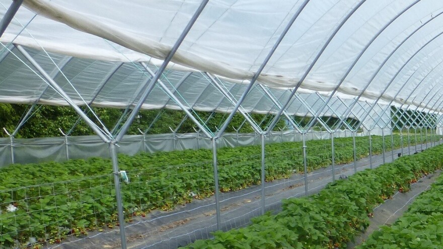 Poljoprivrednici, podnesite zahtjev za podsticaj u roku