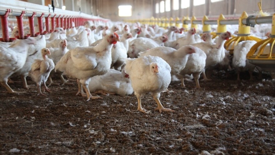 Isplaćeno tri miliona KM za mlijeko i tov brojlera