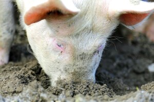 Poljoprivrednici RS: Dajte nam podsticaje kakve imaju u Federaciji