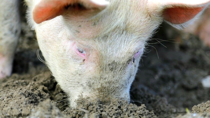 Poljoprivrednici RS: Dajte nam podsticaje kakve imaju u Federaciji