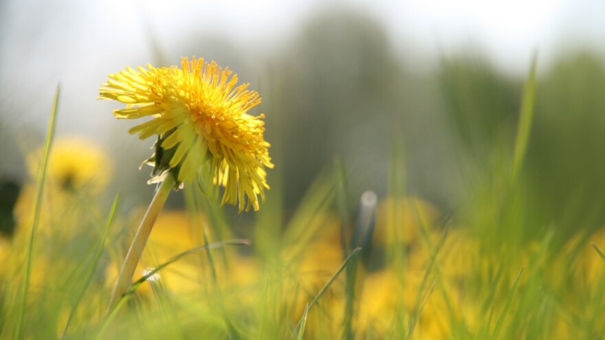 Isplaćeno preko 2 miliona KM za podsticaje u poljoprivredi