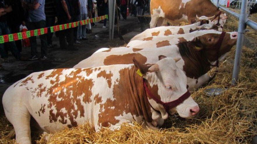 Do 300.000 dinara podsticaja po junici