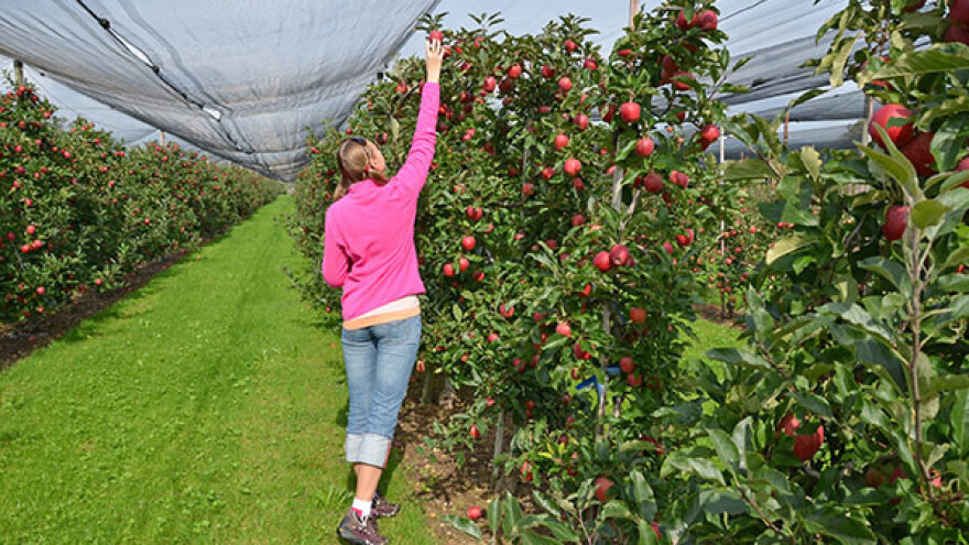 Podstiču poljoprivredu sa 50.000 KM