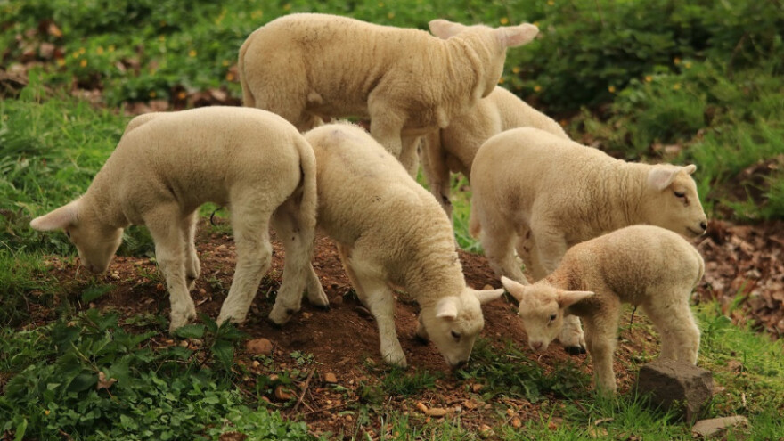 Za podsticaje u poljoprivredi 250.000 KM