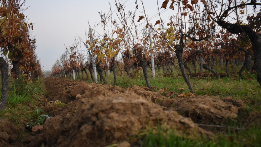 Iz minusa 2020. u plus 2021: Vinari lani ostvarili dobit od 8,7 milijuna kuna