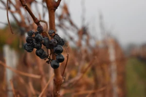 Manje vina zbog sušne godine? Šta pokazuju prve procene?