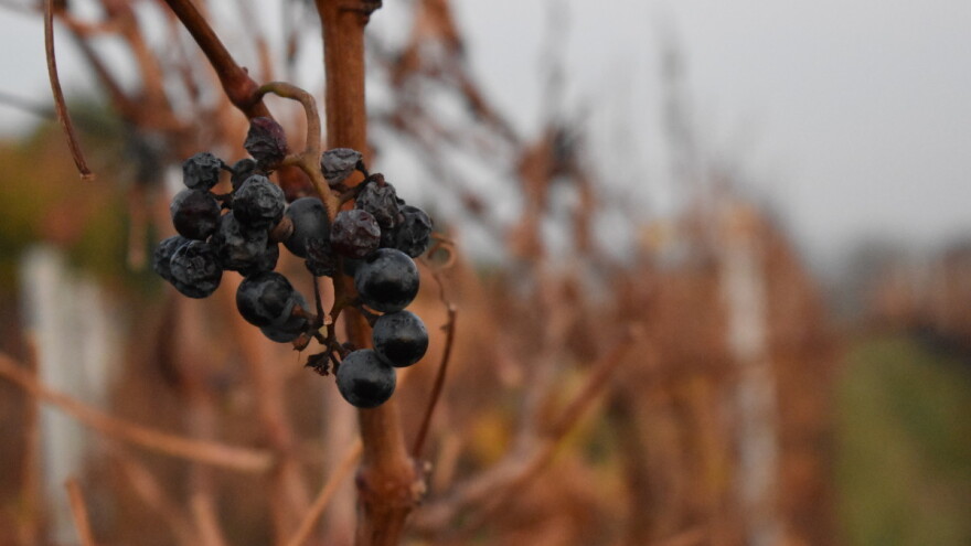 Manje vina zbog sušne godine? Šta pokazuju prve procene?