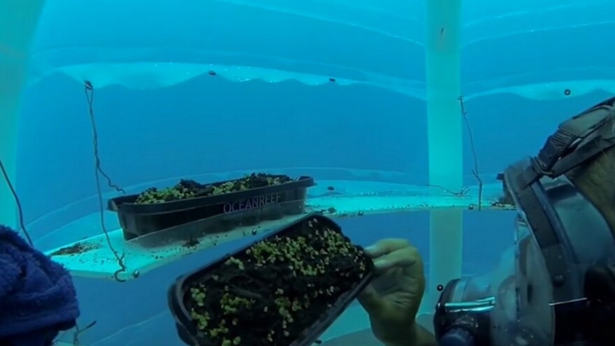 Podvodna poljoprivreda bi mogla iskorijeniti svjetsku nestašicu hrane?