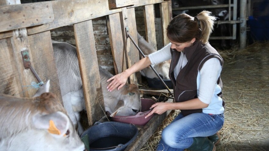 Domaću pogaču i sačmu uljarica cijene stranci!