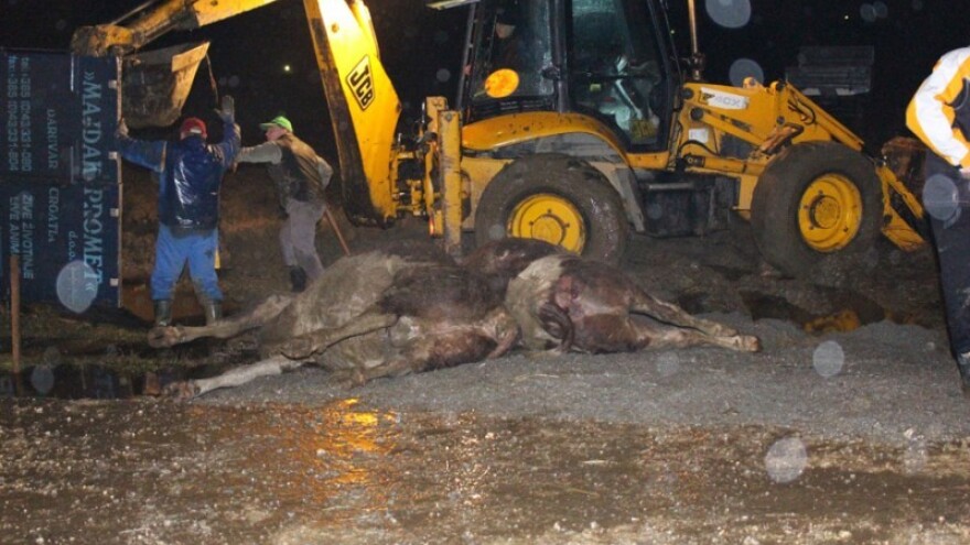 Vozač preživio - kravama nije bilo spasa