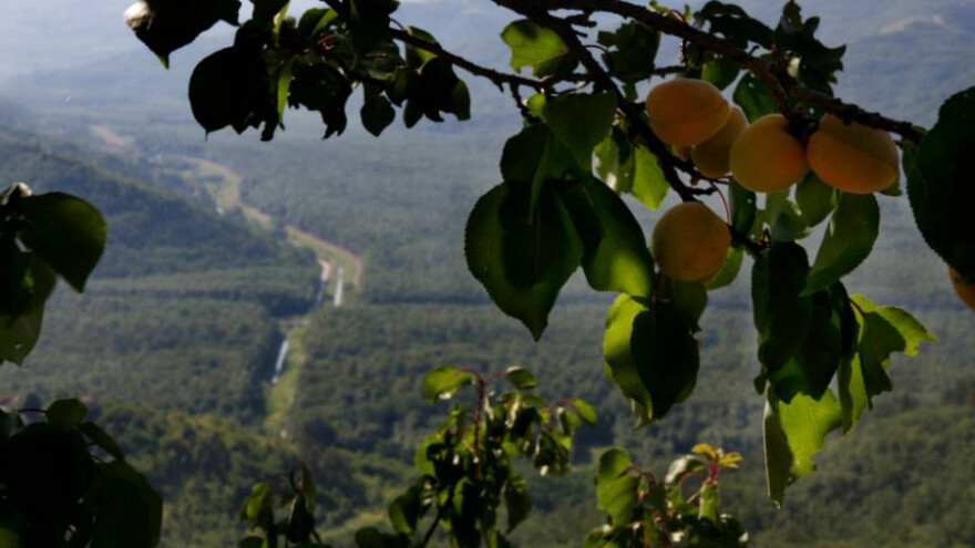 Turisti traže malo mira i dobru kapljicu - ulja!