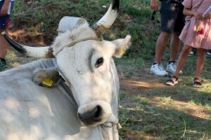 Nježni gorostasi boškarini ponos su Istre, Hrvatske i gospodara, a najteži ove godine je?