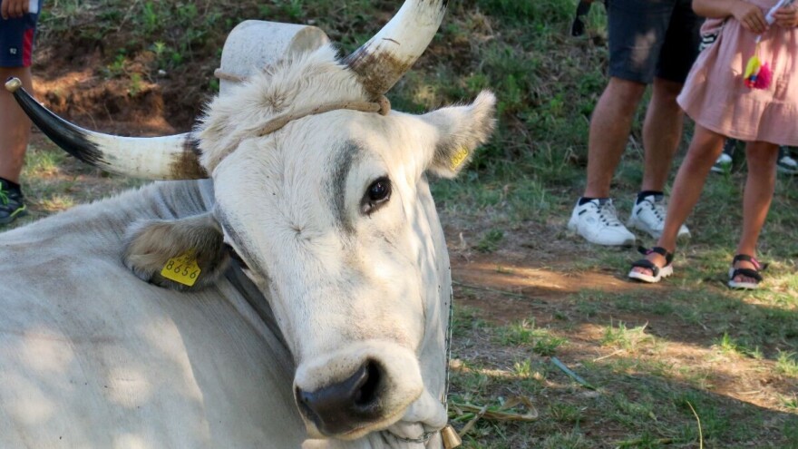 Nježni gorostasi boškarini ponos su Istre, Hrvatske i gospodara, a najteži ove godine je?