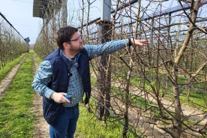 Pogrešan rez, izgubljeni plodovi: Kako orezati jabuku?