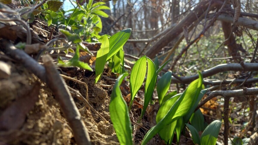 Zašto srijemuš odmah po branju treba staviti u sirće, ulje ili rakiju?