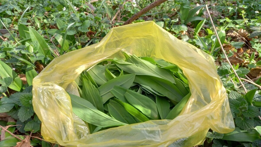 Sremuš, medveđi ili divlji beli luk - kako god ga zovete, idealno je vreme za berbu