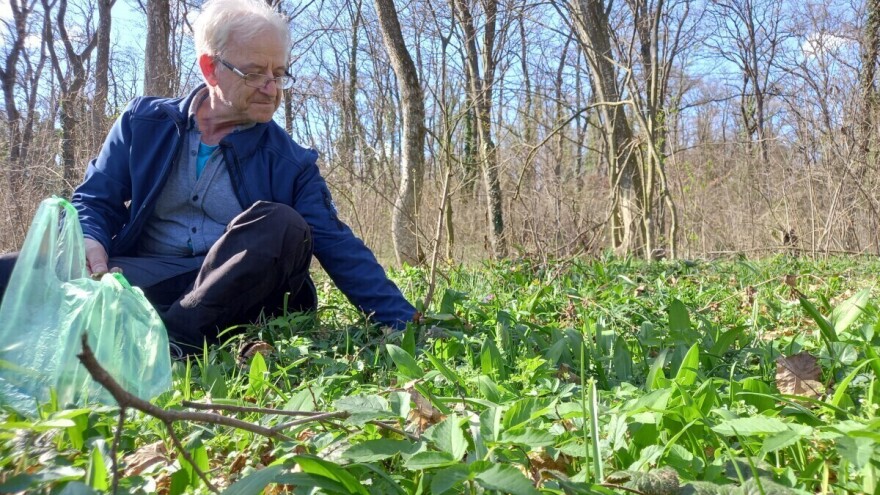 Kako smo se nekad liječili? Jedna biljka ne štiti samo od bolesti