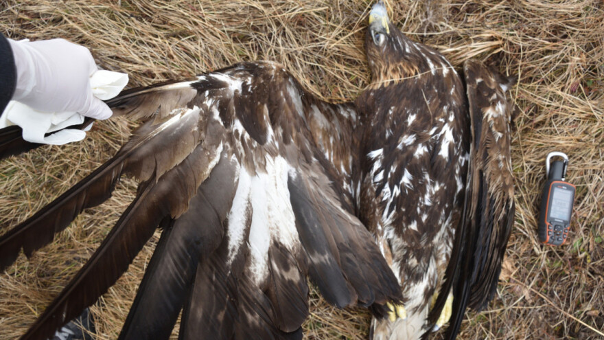 Pokrenut novi projekat protiv ilegalnog trovanja divljih životinja