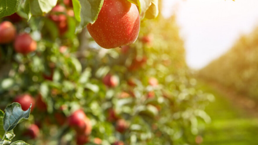 Lovni pojas - zamka za štetočine voćaka
