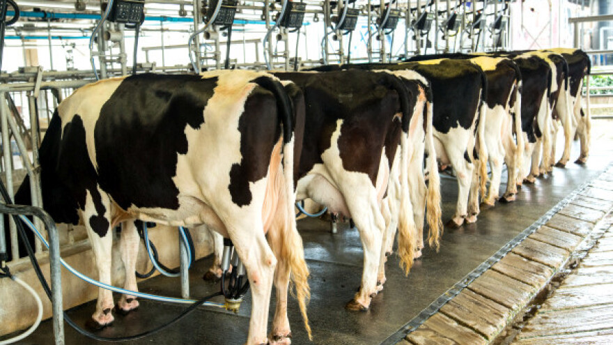 Zabilježena pojava aflatoksina na nekoliko farmi