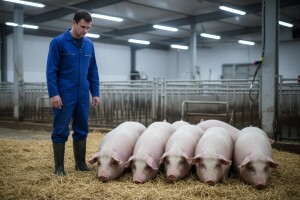 Pojava klasične svinjske kuge u Republici Srbiji