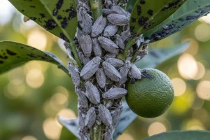 Pojava medećeg cvrčka (Metcalfa pruinosa) u dolini Neretve