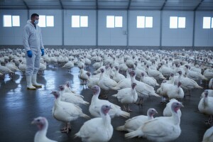 Pojava ptičje gripe na njemačkoj farmi purana