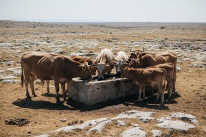 Pojilišta za stoku u kršu