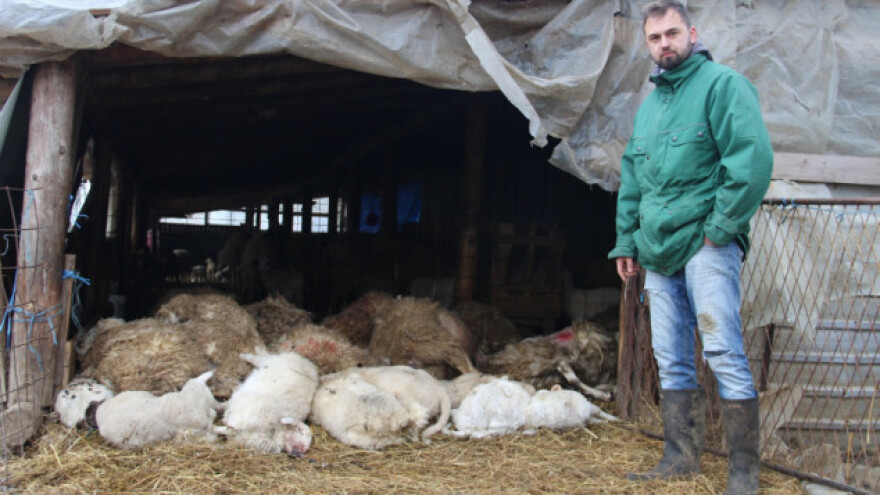 Čagljevi i psi lutalice nemilosrdno napadaju stoku