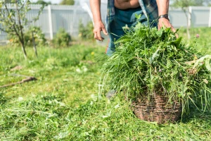 Što sa pokošenom travom? Iskoristite ju za pripremu fermentisanog đubriva