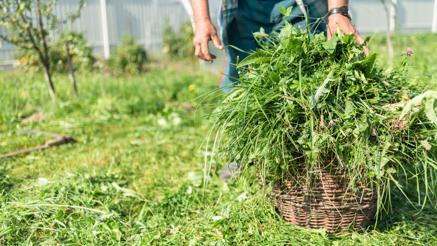 Što sa pokošenom travom? Iskoristite ju za pripremu fermentisanog đubriva