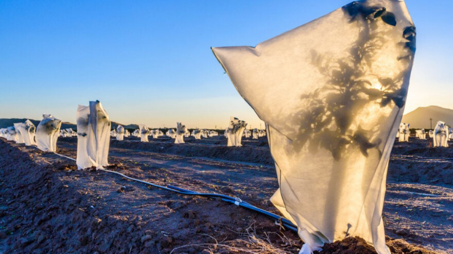 Zaštitite bilje, slijede niske temperature