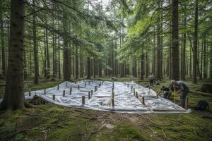 Pokus: jesu li mješovite šume stabilnije od čistih?