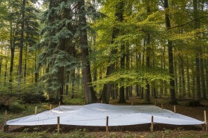 Pokus: jesu li mješovite šume stabilnije od čistih?