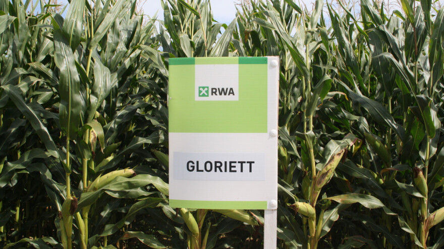 RWA hibrid Gloriett najbolji na pokusnom polju kukuruza u Nijemcima