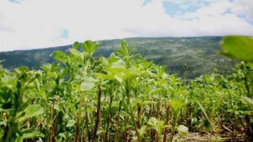 Gnojidba lucerne pokazala 30 posto veći urod!