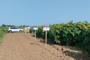 Evo koji hibrid suncokreta je bio šampion u nacionalnom pokusu s 4,7 t/ha