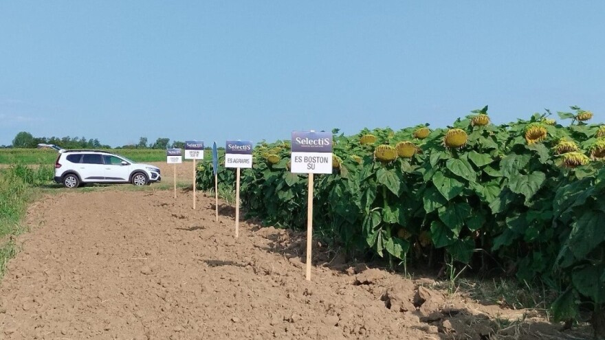 Evo koji hibrid suncokreta je bio šampion u nacionalnom pokusu s 4,7 t/ha